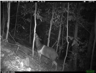 Illustration for article titled Nature's Candids: The Best Wildlife Camera-Trap Photography Of 2014